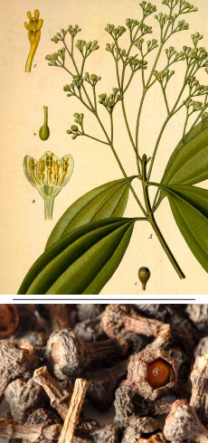 Cinnamomum aromaticum/cassia