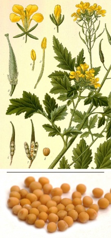 Brassica nigra/juncea, Sinapsis/B. hirta